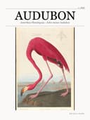 Amerikan Flamingosu - John James Audubon metal tablo