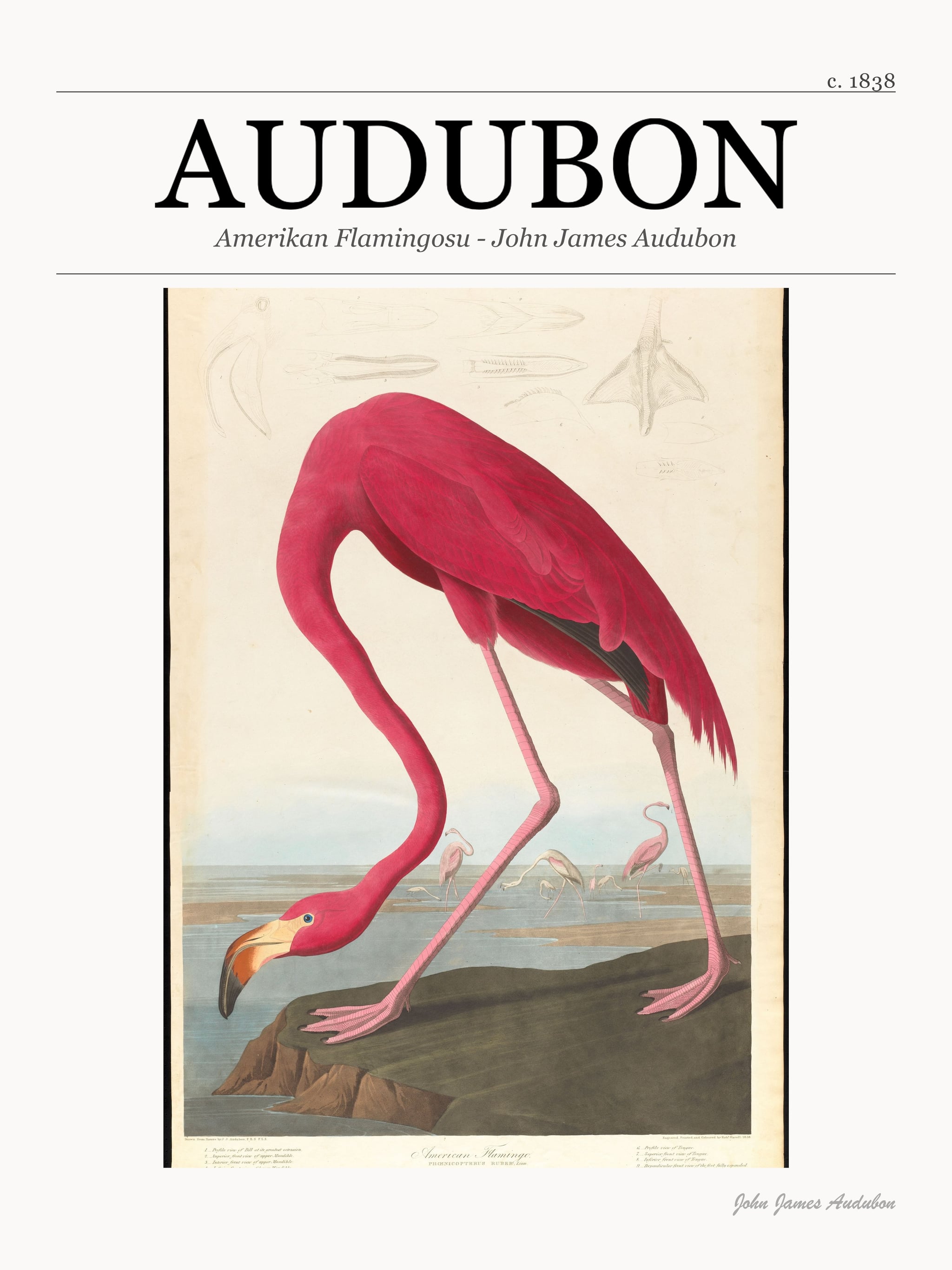 Amerikan Flamingosu - John James Audubon metal tablo
