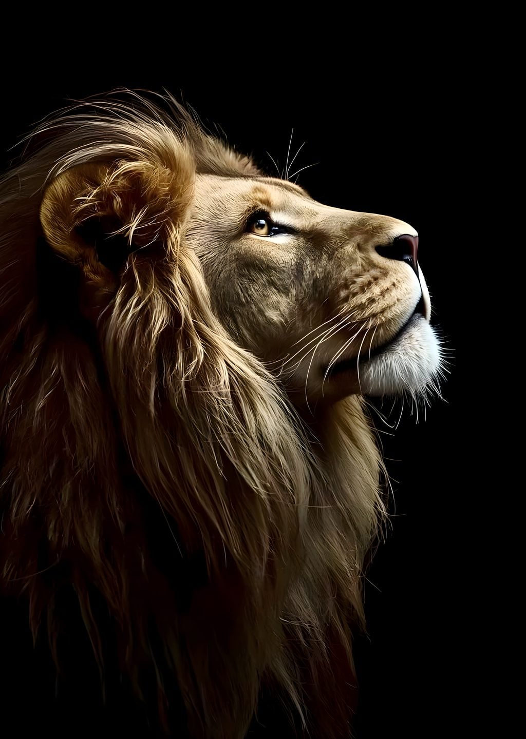 Aslan: Yüce Bakış