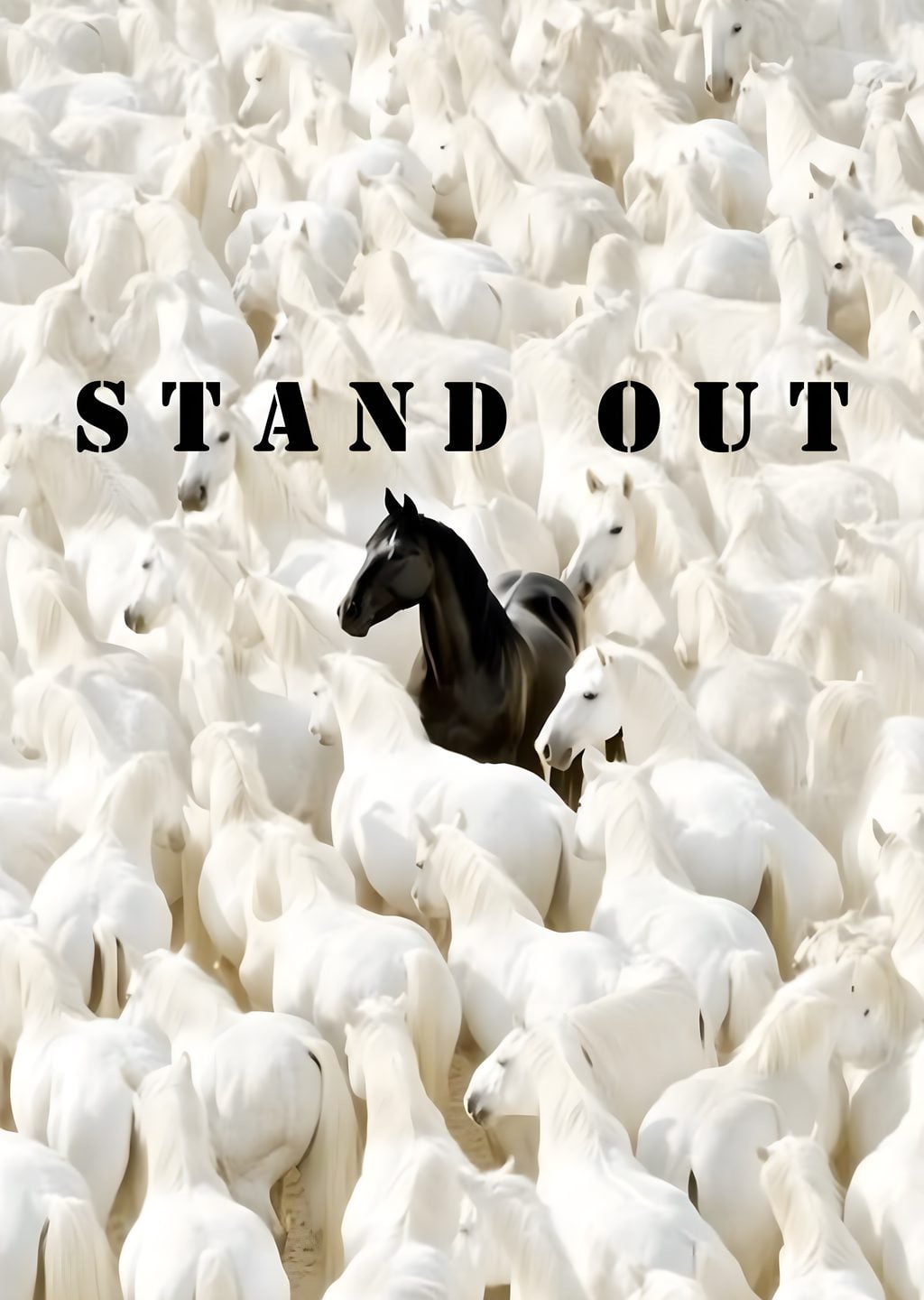 STAND OUT: Siyah At Beyaz Kalabalığın Ortasında
