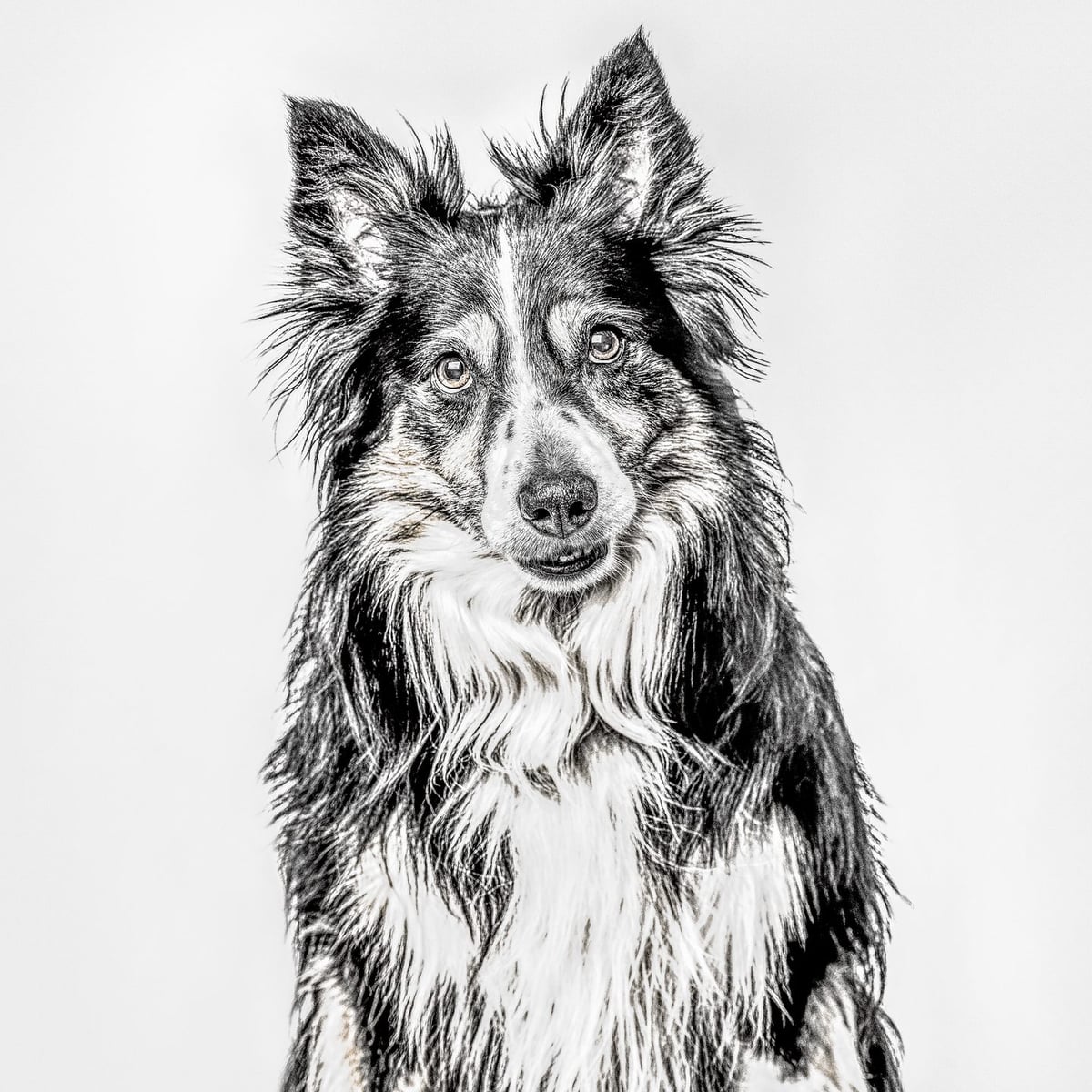 Evcil Hayvan: Sevimli Bir Köpek Portresi