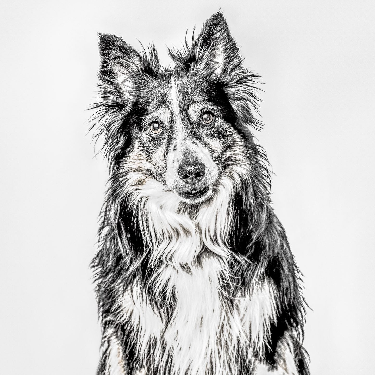 Evcil Hayvan: Sevimli Bir Köpek Portresi