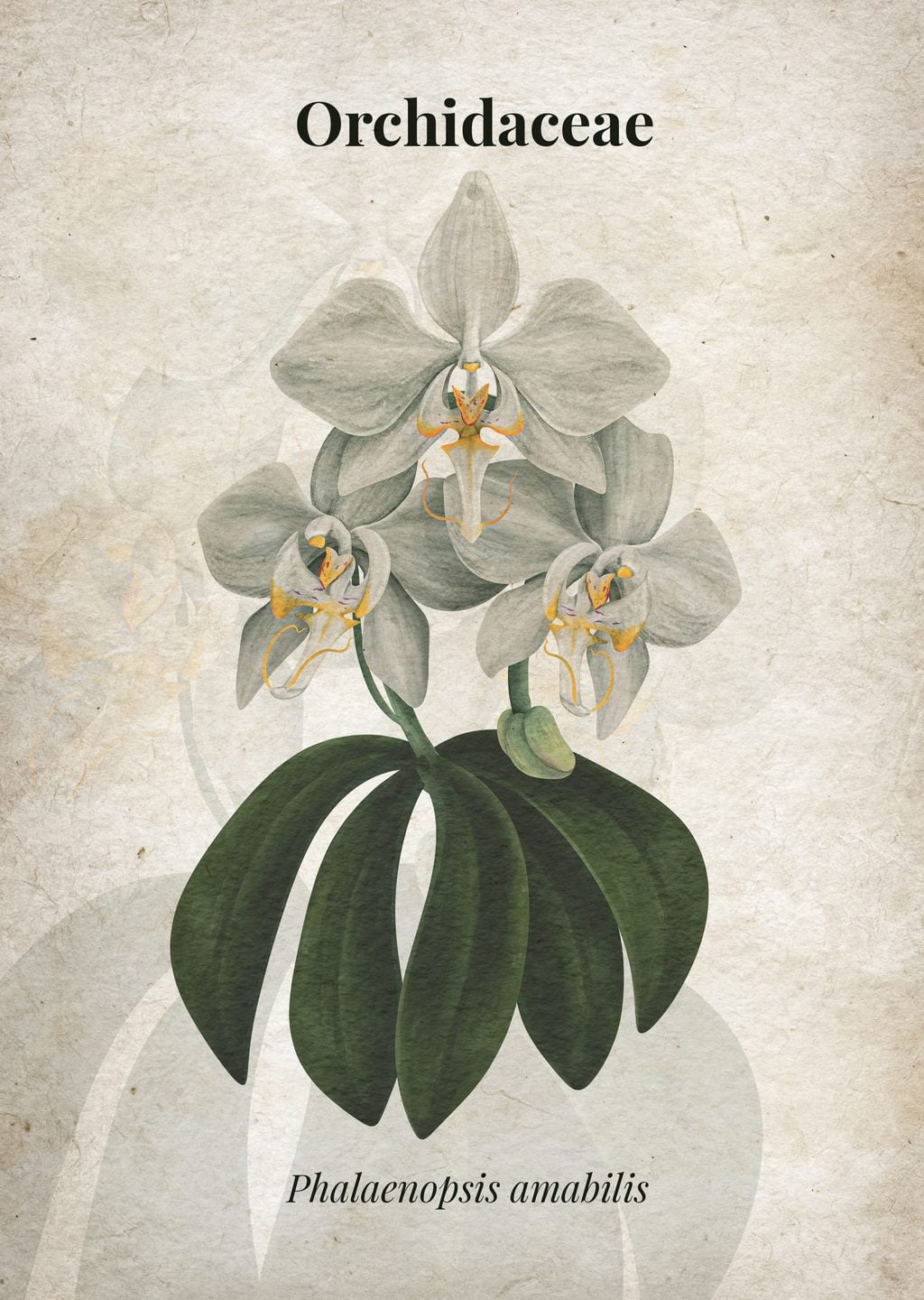 Phalaenopsis amabilis Orkide İllüstrasyonu