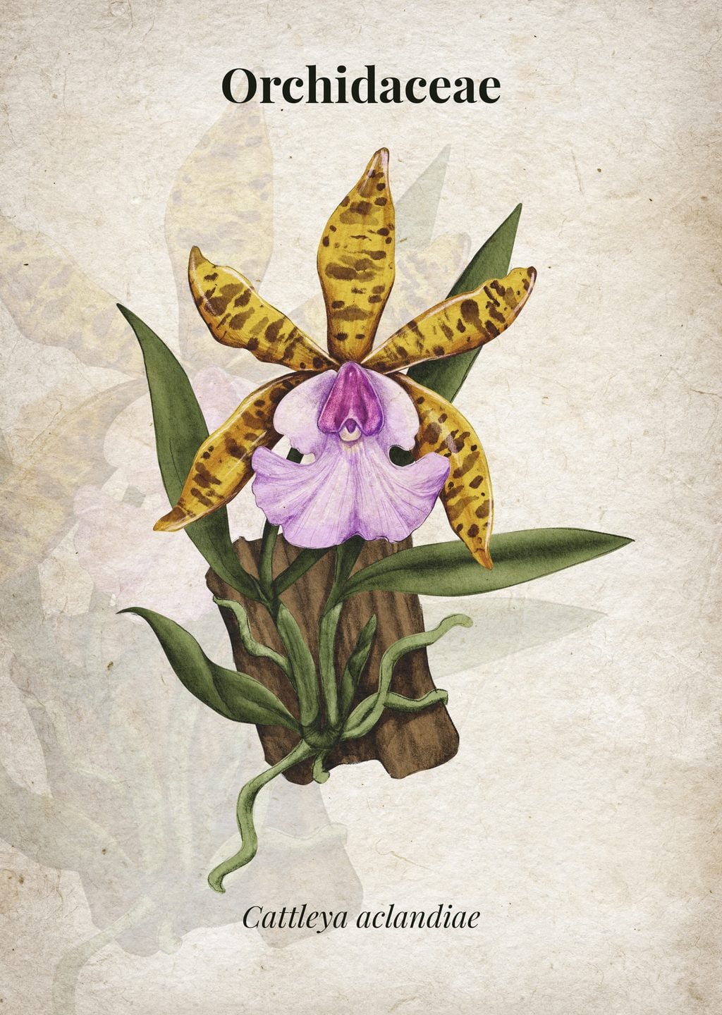 Cattleya Aclandiae Orkide İllüstrasyonu