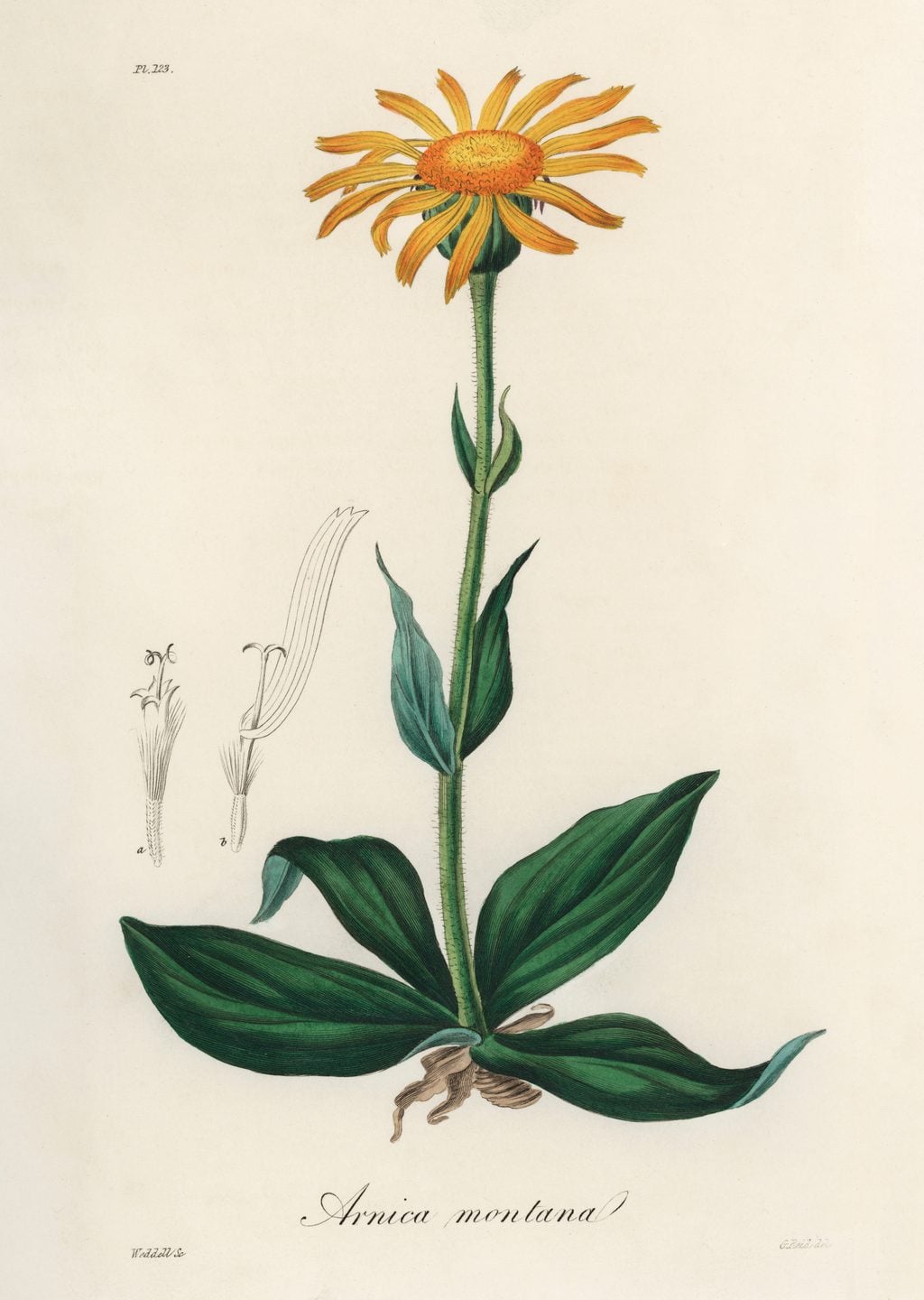 Arnica Montana Çiçeği Çizimi