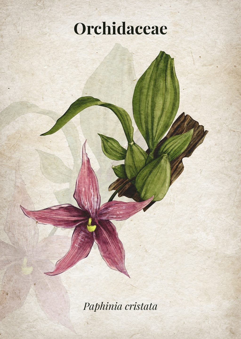 Paphinia cristata Orkide İllüstrasyonu