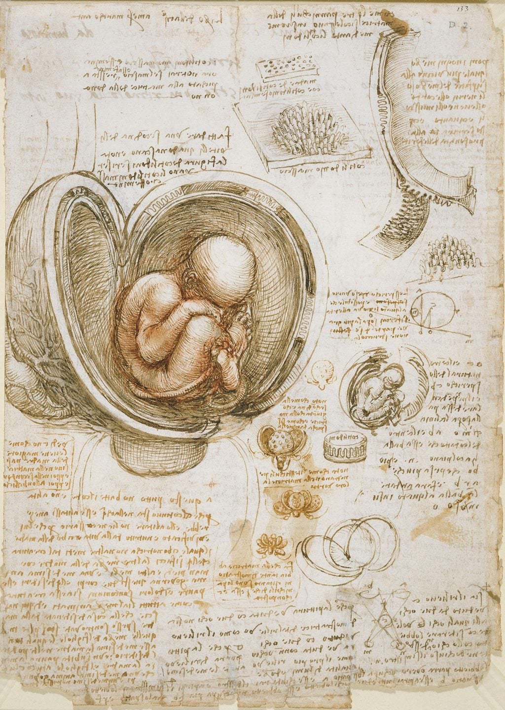 Rahimdeki Fetus Çalışmaları