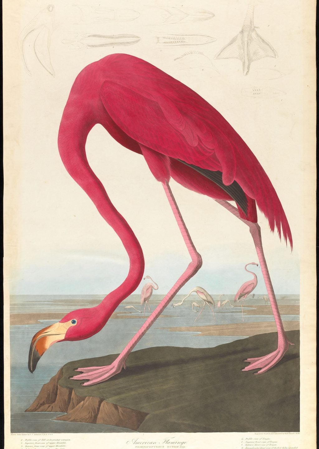 Amerikan Flamingosu