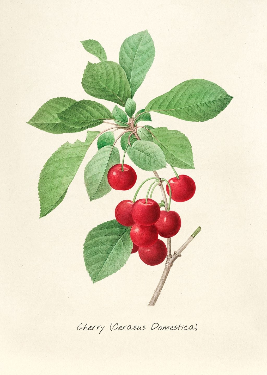 Pierre-Joseph Redouté Çiçek İllüstrasyonu