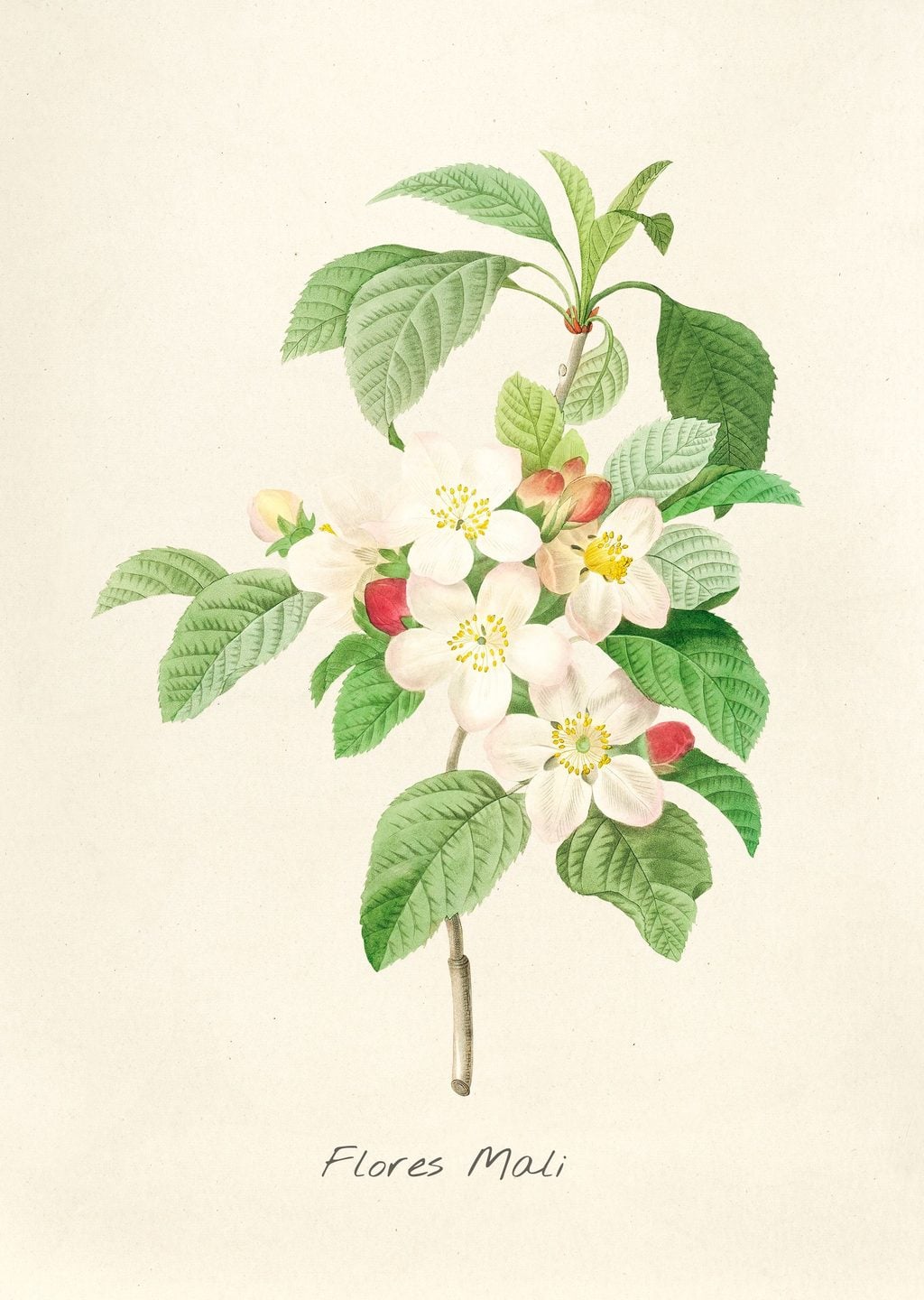 Pierre-Joseph Redouté Çiçek İllüstrasyonu