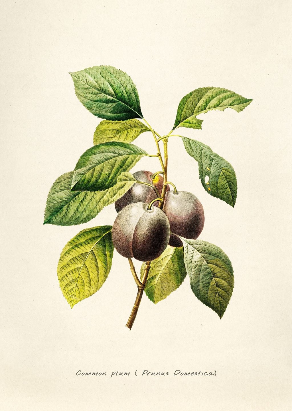 Pierre-Joseph Redouté Çiçek İllüstrasyonu