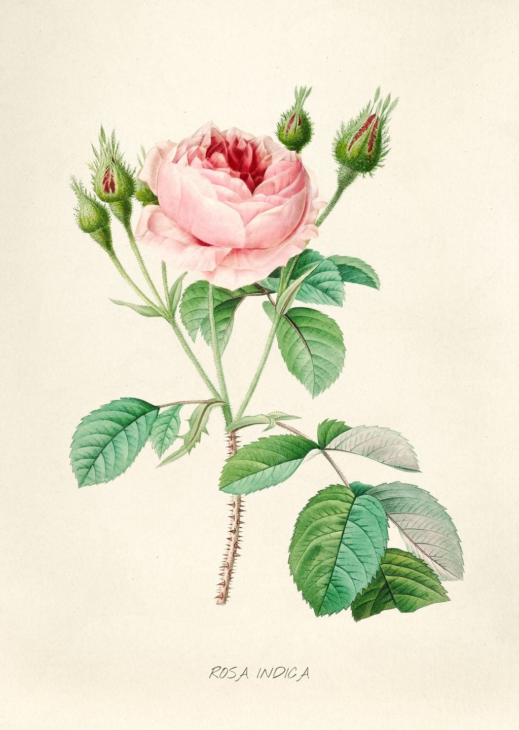 Vintage Çiçek İllüstrasyonu - Pierre-Joseph Redouté