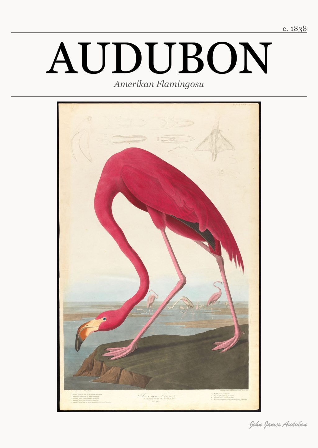 Amerikan Flamingosu