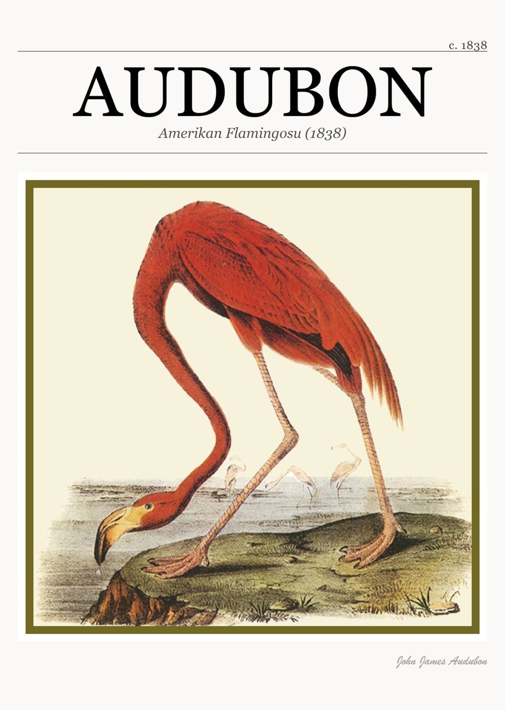 Amerikan Flamingosu (1838)