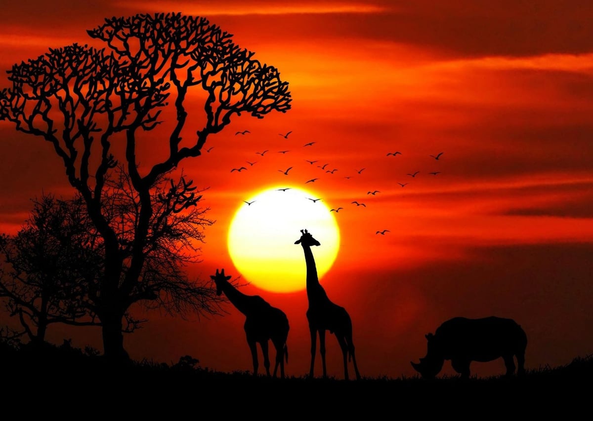 Afrika Savana Gün Batımı