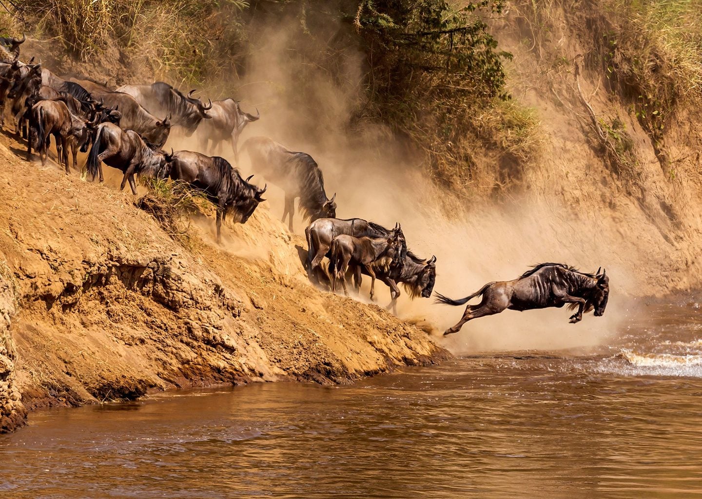 Vahşi Göç: Wildebeest'ler Nehir Geçişi