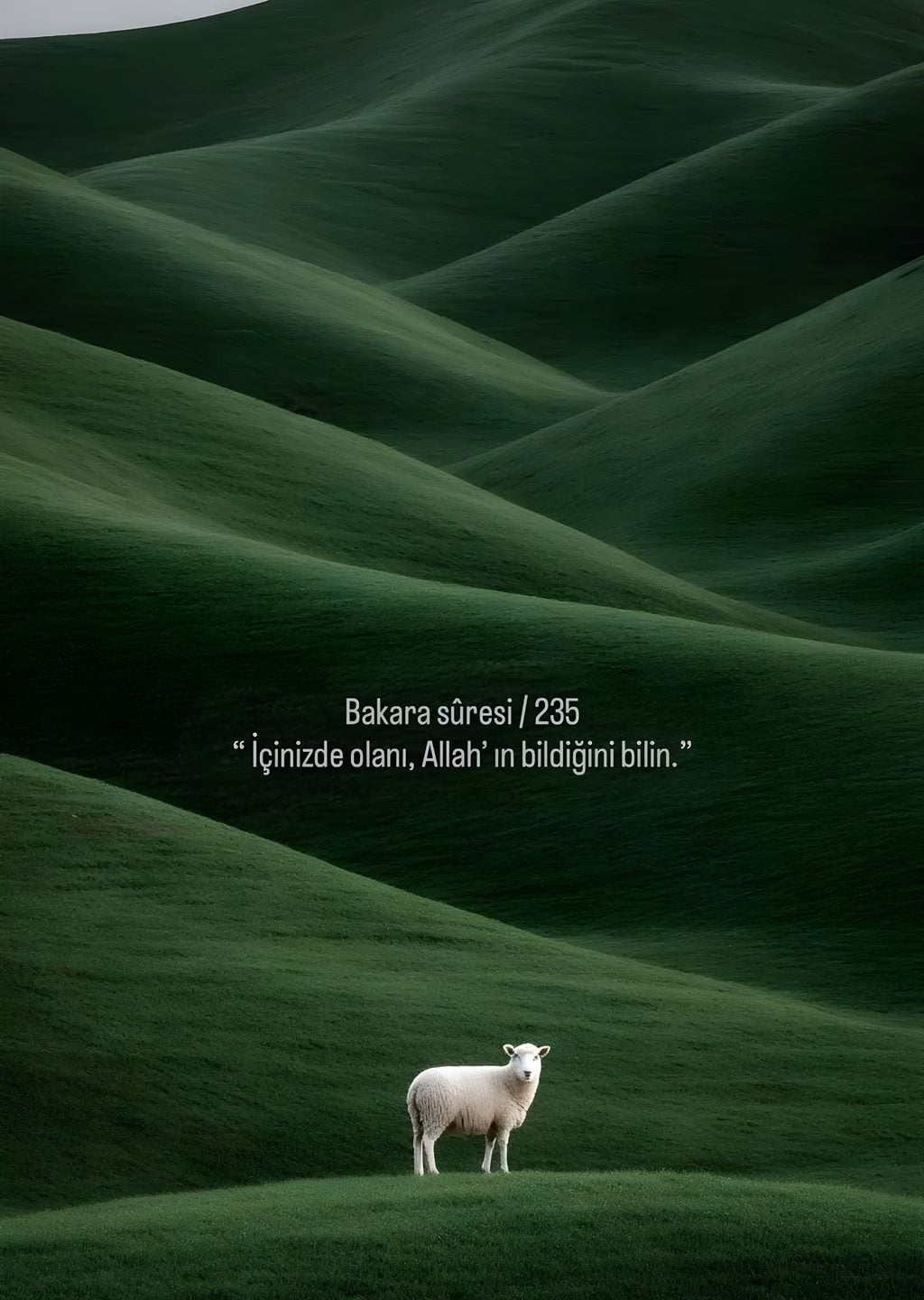 Bakara Suresi 235: İlahi Bilgi