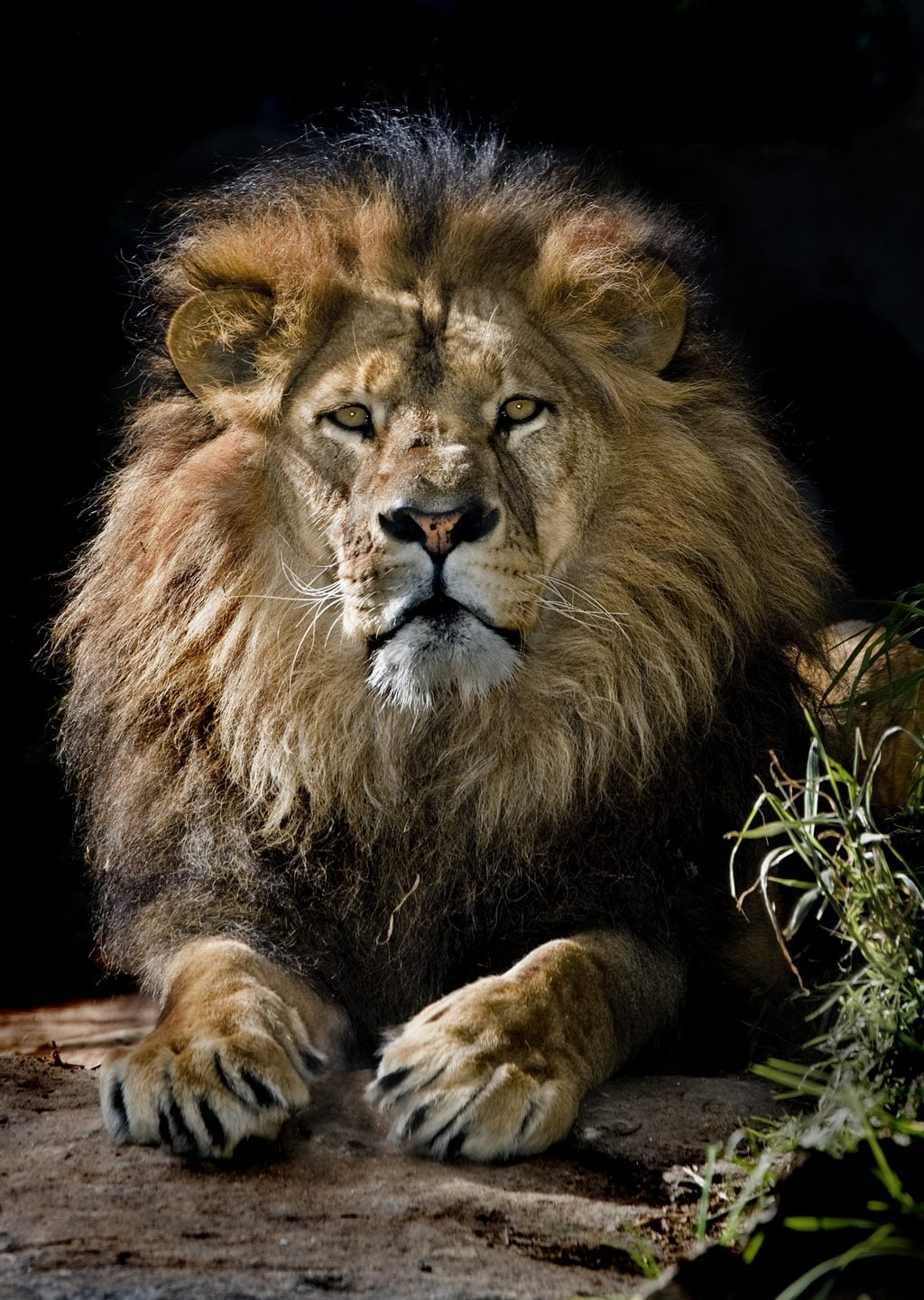 Gururlu Aslan