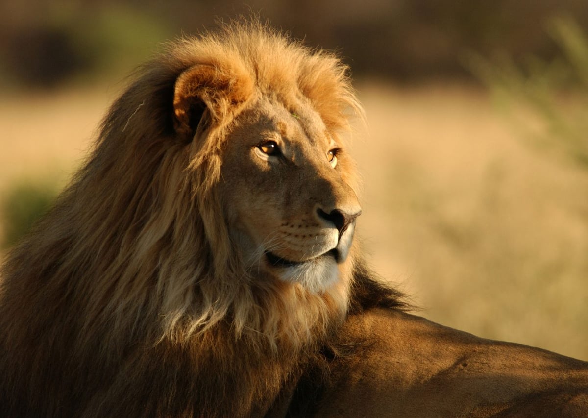 Gururlu Aslan