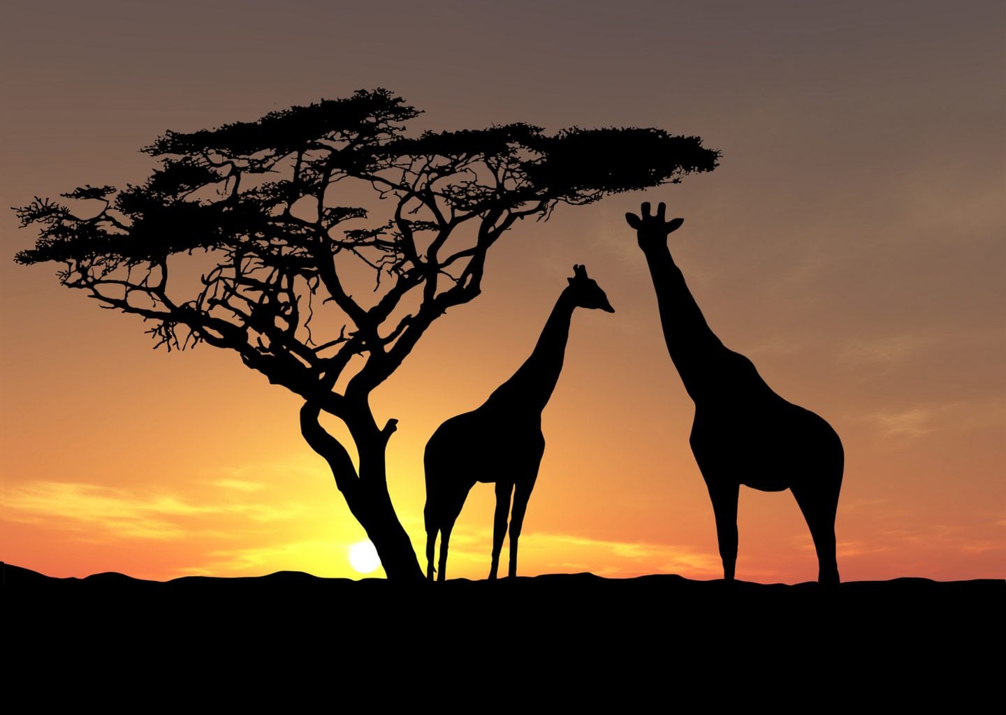 Afrika Gün Batımında Zürafalar