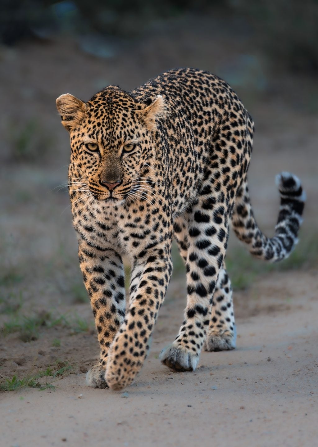 Günün Sesi (Leopar)