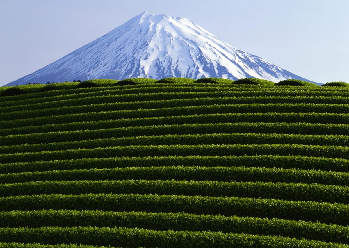 Fuji Dağı ve Çay Tarlaları